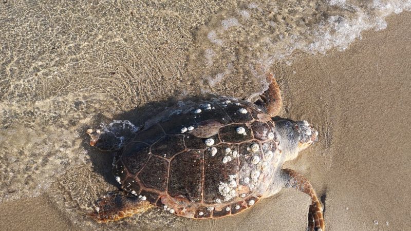 Una tartaruga morta spiaggiata a Torre Rinalda