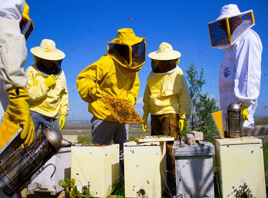 Corso di apicoltura a Borgagne